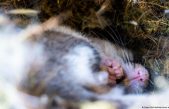 Experimento en ratones muestra resultados prometedores para una posible hibernación de humanos durante viajes espaciales
