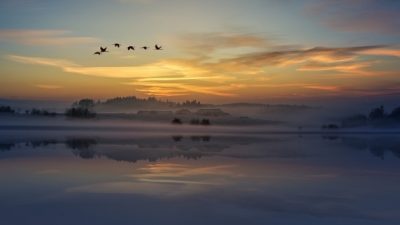 ¿Cómo duermen los pájaros durante sus migraciones?