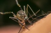 Científicos hallan un truco para repeler a los mosquitos