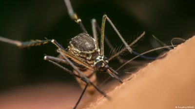Científicos hallan un truco para repeler a los mosquitos