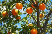 En Argentina encontraron una forma de preservar la calidad de las naranjas sin fungicidas químicos