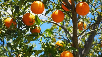 En Argentina encontraron una forma de preservar la calidad de las naranjas sin fungicidas químicos