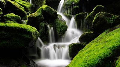 El musgo es mucho más importante para los ecosistemas terrestres de lo que creíamos