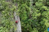 Encuentran el árbol más alto de Asia en China + 102 m