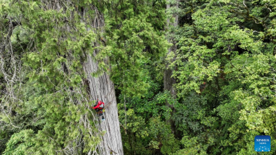 Encuentran el árbol más alto de Asia en China + 102 m