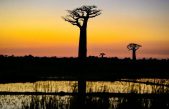 Día Mundial del Árbol