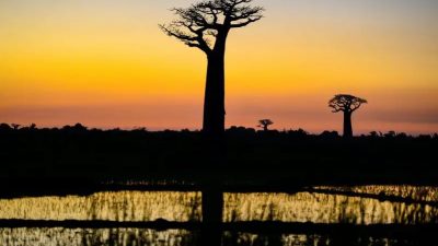 Día Mundial del Árbol