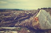 Desaparecen 4 millones de hectáreas de bosques tropicales