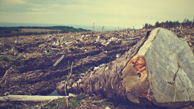 Desaparecen 4 millones de hectáreas de bosques tropicales