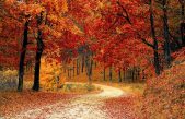 Día Internacional de los Bosques Tropicales