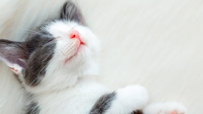 Por qué los gatos amasan y cuándo se vuelve insano