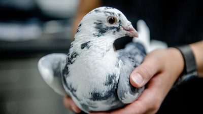 Las palomas también sueñan y sienten emociones mientras duermen