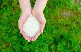 Descubre el secreto del arroz para potenciar el crecimiento de tus plantas