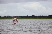 Los investigadores ‘escuchan’ a los delfines del Amazonas para salvarlos de la extinción