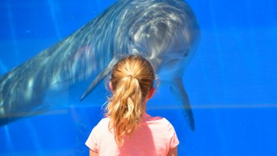 Día Mundial de los Delfines en Cautiverio