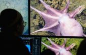 Descubren una nueva especie de pulpo a más de 2.800 metros bajo el mar de Costa Rica