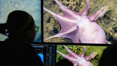 Descubren una nueva especie de pulpo a más de 2.800 metros bajo el mar de Costa Rica