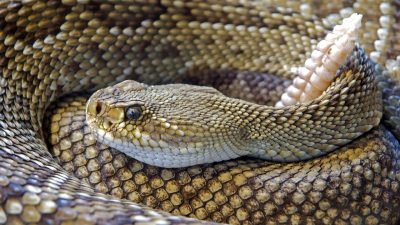 Las serpientes de cascabel son criaturas cálidas y tiernas a las que les gusta estar cerca de otras serpientes, dicen los investigadores