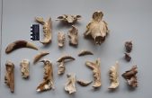 Identifican dos nuevas especies de tigre dientes de sable de hace 5 millones de años en Sudáfrica