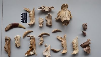 Identifican dos nuevas especies de tigre dientes de sable de hace 5 millones de años en Sudáfrica