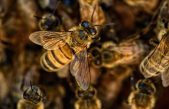 Las abejas se originaron en el antiguo supercontinente Gondwana