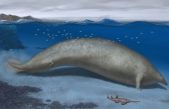 Ballena colosal de Perú: revelan el fósil del animal más pesado que habitó la Tierra