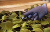 Una versión del genoma de una planta será clave para la creación de biofactorías de medicamentos