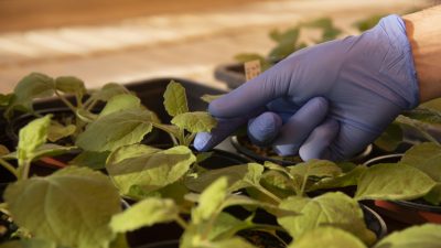 Una versión del genoma de una planta será clave para la creación de biofactorías de medicamentos