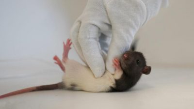 Las cosquillas de las ratas desvelan la zona del cerebro implicada en la risa y el juego