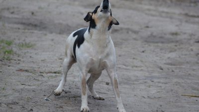 Cuatro proyectos de IA muy raros