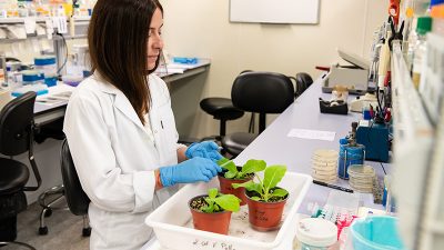 Descubren un nuevo mecanismo de inmunidad contra un virus de ARN en plantas