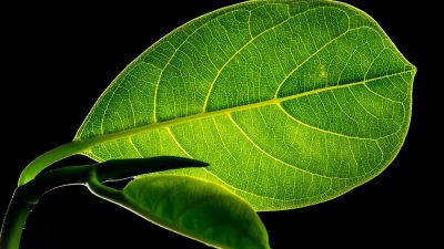 Las plantas se mueven en su lucha por la supervivencia