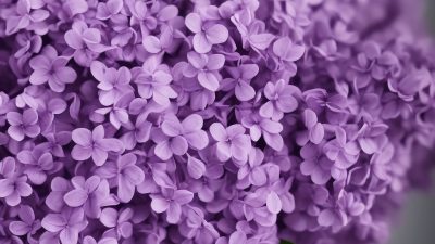¿Qué significa el color lila en psicología?