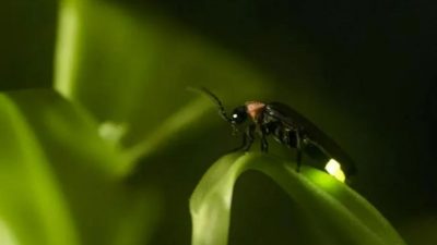 Bioluminiscencia, ¿por qué hay seres vivos que brillan?