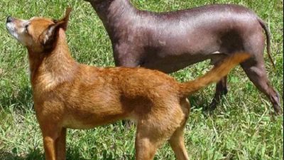 Las 10 razas de perros más desconocidas que te sorprenderán