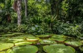 El Amazonas: Un tesoro verde de descubrimientos medicinales