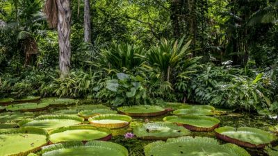 El Amazonas: Un tesoro verde de descubrimientos medicinales