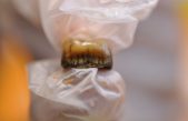 Identifican restos neandertales de hace más de 50.000 años en la Cova Simanya, en Barcelona