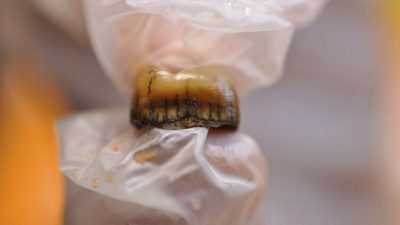 Identifican restos neandertales de hace más de 50.000 años en la Cova Simanya, en Barcelona