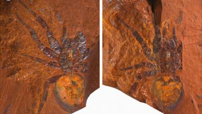Encuentran el fósil de una araña “gigante” en Australia