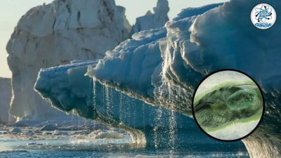 Los glaciares se deshielan y resurgen microorganismos antiguos: ¿qué tan preocupante es para la humanidad?