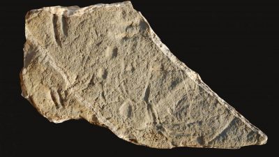 Encuentran trazas fósiles en las profundidades marinas de hace 130 millones de años