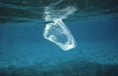 Bacteria manipulada genéticamente para que descomponga el plástico que flota en el mar