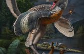 Un fósil hallado en China da nuevas claves para conocer el origen de las aves