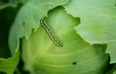 Un nuevo WhatsApp vegetal: descubren cómo un hongo conecta las raíces de plantas vecinas