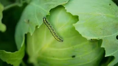 Un nuevo WhatsApp vegetal: descubren cómo un hongo conecta las raíces de plantas vecinas