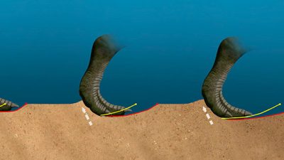 Identificadas en Laguna de Cameros 27 huellas de dinosaurios que sabían nadar