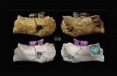 Sitúan por primera vez la aparición del ‘Homo erectus’ hace 2 millones de años