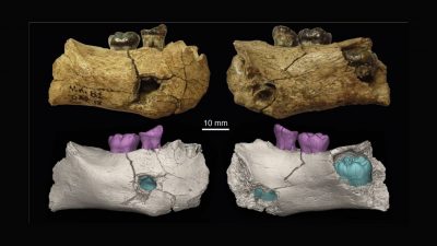 Sitúan por primera vez la aparición del ‘Homo erectus’ hace 2 millones de años