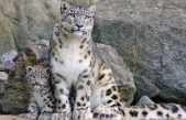 Avistan leopardos de las nieves en el Tíbet